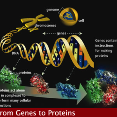 Timeline: History of Genetics (THIS)