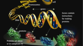 Timeline: History of Genetics (THIS)