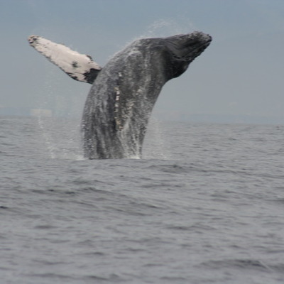 Timeline: Charlene's Sea of Cortez Journal