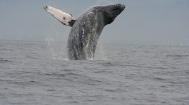 Timeline: Charlene's Sea of Cortez Journal