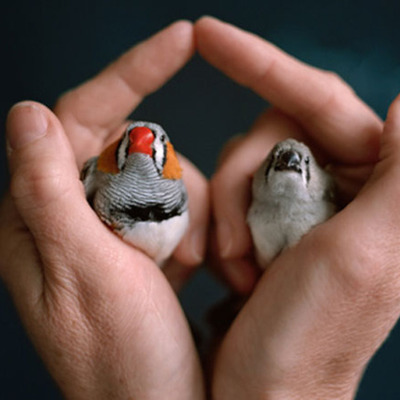 Timeline: Fathers of Evolution