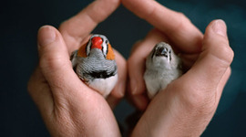 Timeline: Fathers of Evolution