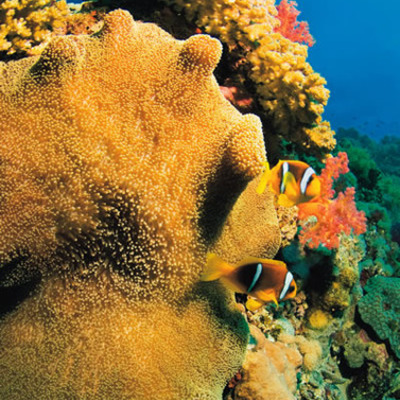 Timeline: Events in FL