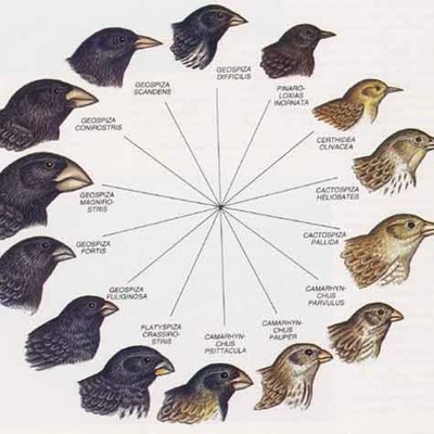 Timeline: Conjeturas sobre el Neodarwinismo