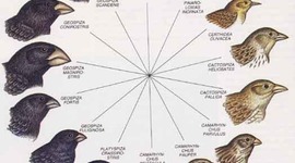 Timeline: Conjeturas sobre el Neodarwinismo