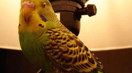 Timeline: NNA Races Timeline