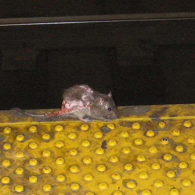 Timeline: New Yorkers Deserve a Rat Free Subway