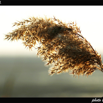 Timeline: Endless Reed