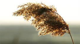 Timeline: Endless Reed