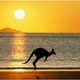 Australia kangaroo 300x270
