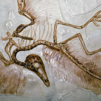 Timeline: History of Bird Taxonomy