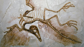 Timeline: History of Bird Taxonomy