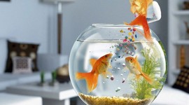 Timeline: derechos de autor y conexos