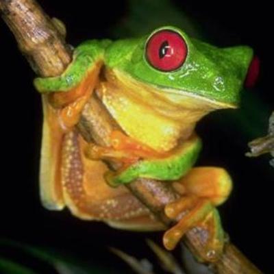 Timeline: BELLEZA COLOMBIANA