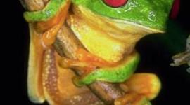 Timeline: BELLEZA COLOBIANA