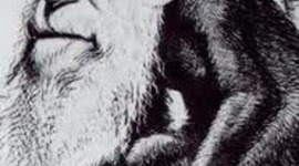 Timeline: Andrea Leites 1ºA CCMC. Biografía de Charles Darwin