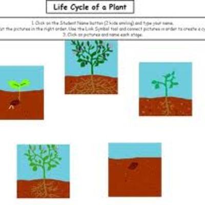 Timeline: Plant Life Cycle
