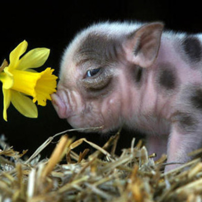 Timeline: Instructional Timeline