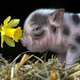 Pig pigglets picture wallpaper 3
