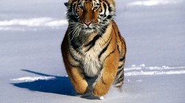 Timeline: Period 4, Bodell Goldman, History of Earth Timeline.