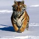 Siberian tiger