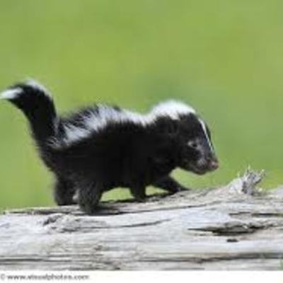 Timeline: A Year in the Life of a Striped Skunk