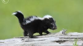 Timeline: A Year in the Life of a Striped Skunk