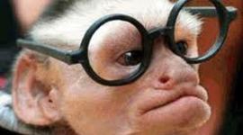 Timeline: Harry Harlow's life