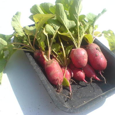 Timeline: Tuinkalender 2010