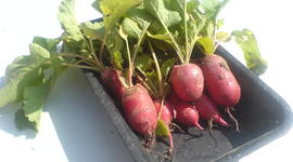 Timeline: Tuinkalender 2010