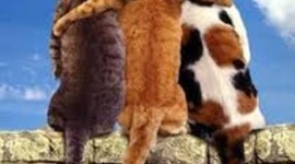 Timeline: nuestra linea del tiempo