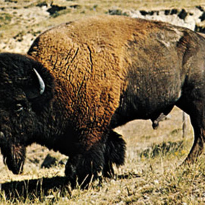 Timeline: Conflict on the Great Plains