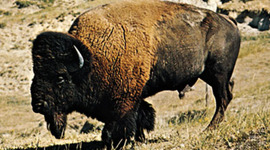 Timeline: Conflict on the Great Plains