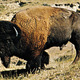 Buffalo