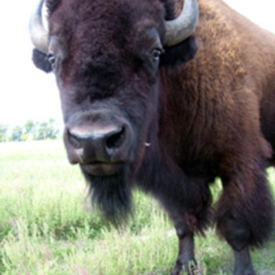 Timeline: Conflict on the Great Plains