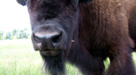 Timeline: Conflict on the Great Plains