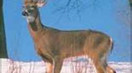 Timeline: conflict to the great plains