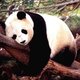 Panda bear