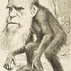 170px editorial cartoon depicting charles darwin as an ape (1871)