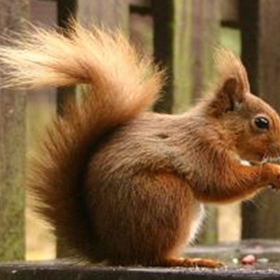 Timeline: GAMIS TIME  LINE