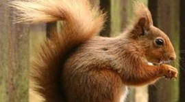 Timeline: GAMIS TIME  LINE