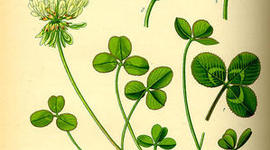 Timeline: Molekulaargeneetika