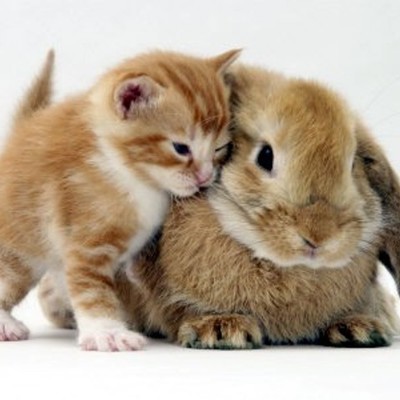 Timeline: Christian and Salty Daltys History Timeline