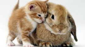 Timeline: Christian and Salty Daltys History Timeline