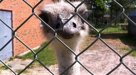 Timeline: Geschichte der Gastarbejter