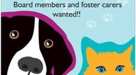 Timeline: Paws For Purrfect Patient Therapy - from its creation to the present