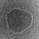 250px human embryonic stem cell colony phase