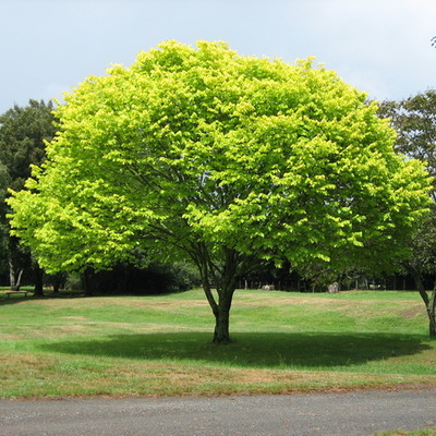 Timeline: Environmental Timeline