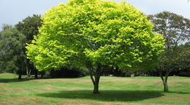 Timeline: Environmental Timeline