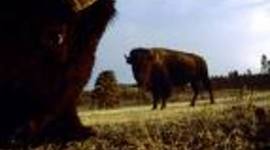 Timeline: Conflict on the Great Plains